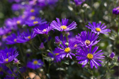 Aster amellus çiçekleri - koyu mor çiçekli aster - yumuşak odak