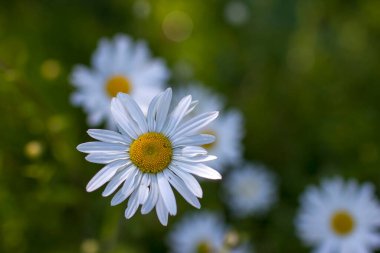 Ox-eye Daisy (Leucanthemum vulgare) bir bahçede - gizli bahçe - yumuşak odak