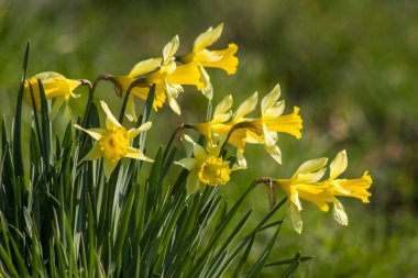 Nergis, Narcissus sahte, sarı narsisli çiçekler bir parkta, bahar zamanı.
