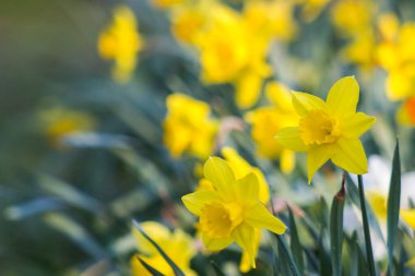 Nergis, Narcissus sahte, sarı narsisli çiçekler bir parkta, bahar zamanı.