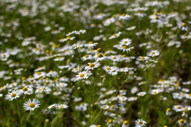 Yaz mevsiminde papatya tarlası - yumuşak odaklanma