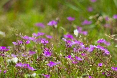 Menekşe çiçekli güzel soyut bir arka plan. Yumuşak odaklı fotoğraf