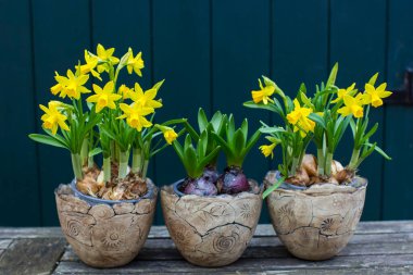 Nergis, Narcissus sözde aristsis ve kil kaplarda sümbül oryantalis - ilkbahar zamanı