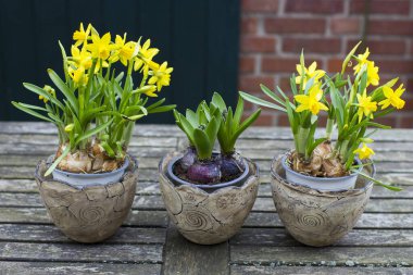 Nergis, Narcissus sözde aristsis ve kil kaplarda sümbül oryantalis - ilkbahar zamanı