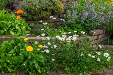 Bahçedeki bitki sarmalı taze bitkiler ve çiçeklerle dolu.