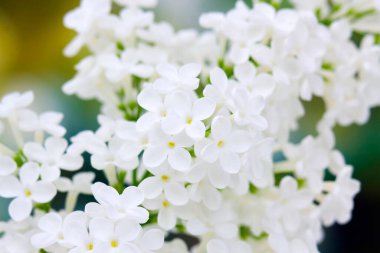 Eflatun çiçekler çiçek açmış. arka plan. Makro fotoğraf.