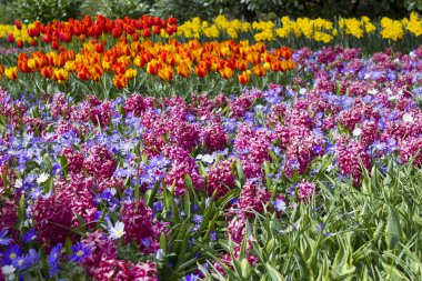 Hollanda 'daki Keukenhof' ta bahar çiçekleri