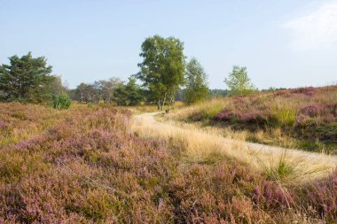 Hollanda 'daki Maasduinen Ulusal Parkı' nda Heathland