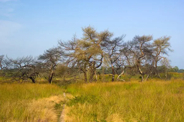 Hollanda 'daki Maasduinen Ulusal Parkı' nda Heathland