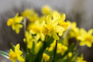 Nergis, Narcissus sahte, sarı narsisli çiçekler bir parkta, bahar zamanı.