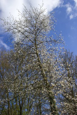 Güneşli bir bahar gününde parkta çiçek açan ağaç, Issum, Almanya
