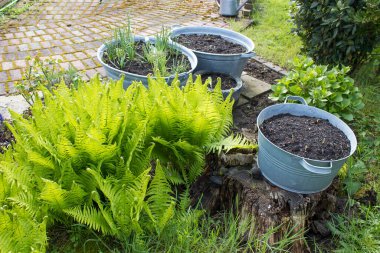 Kırsal bahçe - eğreltiotu ve teneke küvette bitkiler