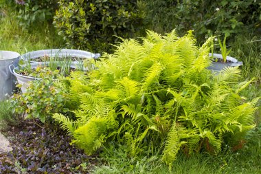 Kırsal bahçe - eğreltiotu ve teneke küvette bitkiler