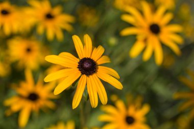 Çiçekler - Rudbeckia fulgida ya da Goldsturm bahçede çiçek açmış.