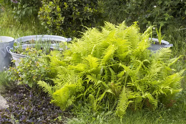 Kırsal bahçe - eğreltiotu ve teneke küvette bitkiler