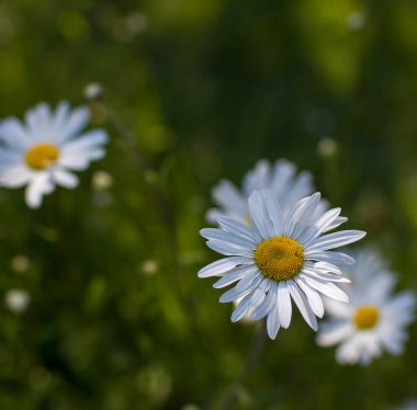 Ox-eye Daisy (Leucanthemum vulgare) bir bahçede - gizli bahçe - yumuşak odak