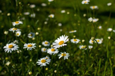 Ox-eye Daisy (Leucanthemum vulgare) bir bahçede - gizli bahçe - yumuşak odak