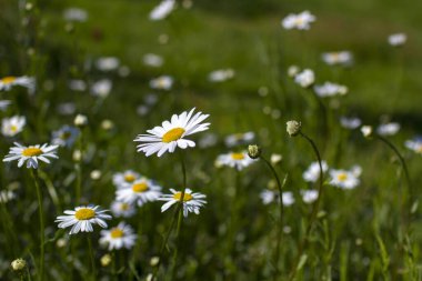 Ox-eye Daisy (Leucanthemum vulgare) bir bahçede - gizli bahçe - yumuşak odak
