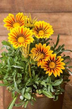 Afrikalı papatya çiçeği. Yerli Gazania çiçeği. Sarı çiçekler (Güney Afrika papatyaları - Gazania rijenleri)