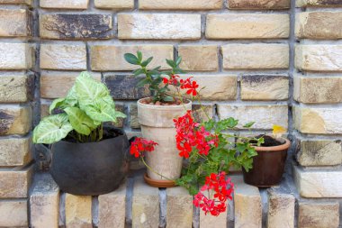 kırmızı sardunya ve yeşil bitkiler tuğla bir duvarda kil çömlekte