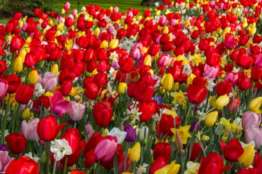 Parktaki laleler - Keukenhof, Hollanda