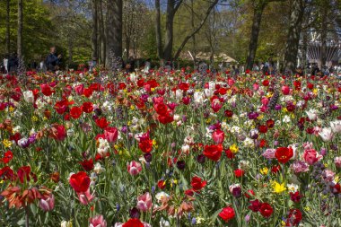 KEUKENHOF, LISSE, NETHERLANDS: 20 Nisan 2025; Turistler Keukenhof parkında yürüyor ve renkli çiçeklerin tadını çıkarıyorlar