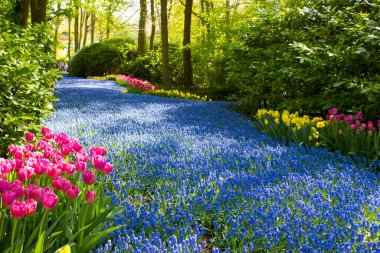 Hollanda 'nın Keuhenhof şehrinde bahar çiçekleri
