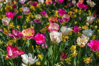 Parktaki laleler - Keukenhof, Hollanda
