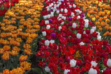 Parktaki laleler - Keukenhof, Hollanda