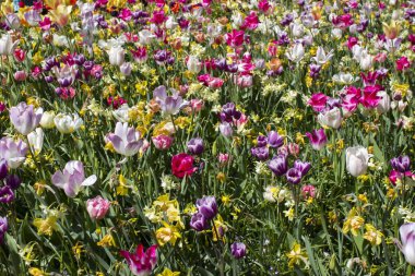 Hollanda 'nın Keuhenhof şehrinde bahar çiçekleri