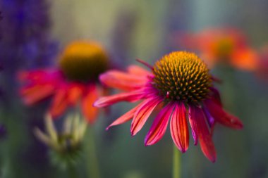 Ekinezya - bahçedeki koni çiçekleri - yakın plan