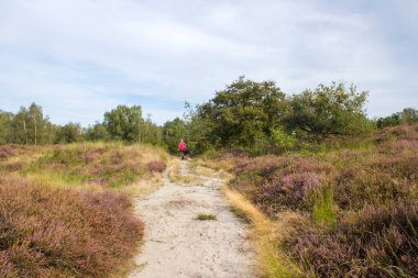Adam ve köpeği Hollanda 'daki Ulusal Park Maasduinen' de Heathland 'da