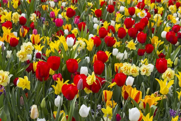 Hollanda 'nın Keuhenhof şehrinde bahar çiçekleri - ilkbahar zamanı