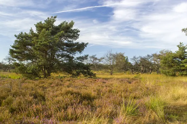 Hollanda 'daki Maasduinen Ulusal Parkı' nda Heathland