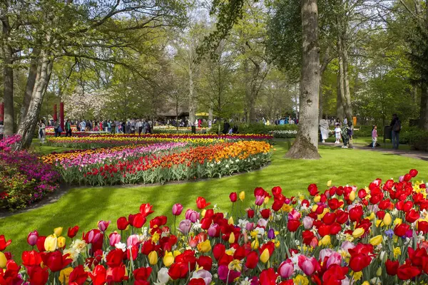 Turistler Keukenhof parkında yürüyor ve renkli çiçeklerin tadını çıkarıyorlar..
