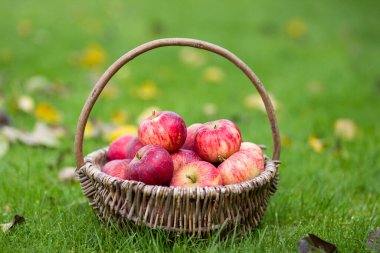 Bahçedeki bir sepette taze elmalar