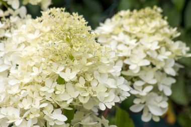 Beyaz hortensiya çiçekleri - yakın çekim