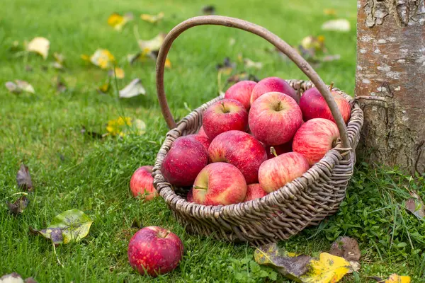 Bahçedeki bir sepette taze elmalar
