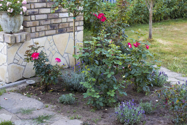 flowerbed in the garden - roses and lavender flowers