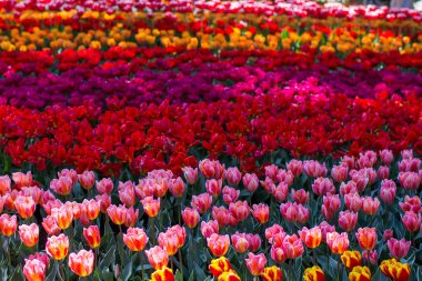 Parktaki laleler - Keukenhof, Hollanda