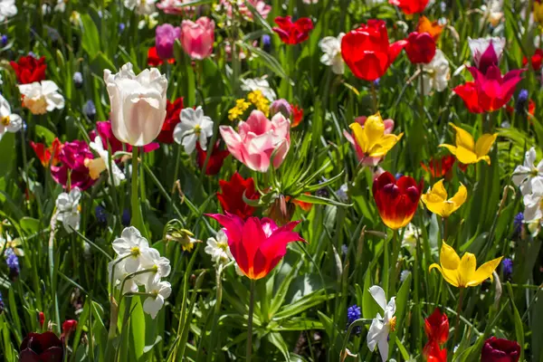 Hollanda 'nın Keuhenhof şehrinde bahar çiçekleri - ilkbahar zamanı