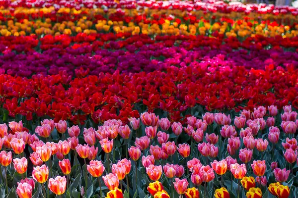 Parktaki laleler - Keukenhof, Hollanda