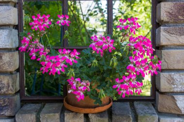 Eski penceredeki kil çömlekte pembe sardunya