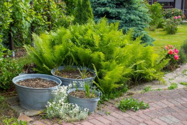 Kırsal bahçe - eğreltiotu ve teneke küvette bitkiler
