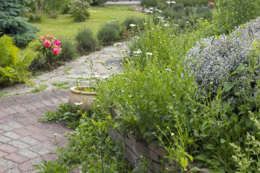 Bahçedeki bitki sarmalı taze bitkiler ve çiçeklerle dolu.