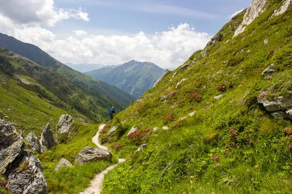 Yüksek Tauern Ulusal Parkı 'nda yürüyüş yapan adam, Avusturya Alpleri.