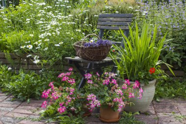 Bahçedeki bitki sarmalı taze bitkiler, çiçekler ve lavantalı eski sandalye.