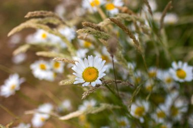 Ox-eye Daisy (Leucanthemum vulgare) bir bahçede - gizli bahçe