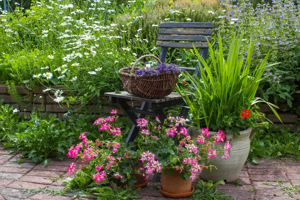 Bahçedeki bitki sarmalı taze bitkiler, çiçekler ve lavantalı eski sandalye.