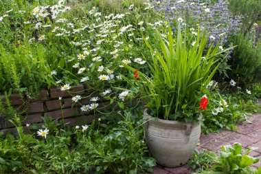 Bahçedeki bitki sarmalı taze bitkiler ve çiçeklerle dolu.